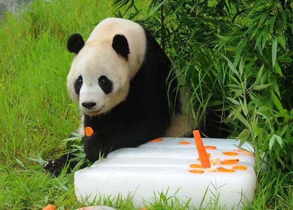 Panda gigante “Taishan” completa seu 10o aniversário