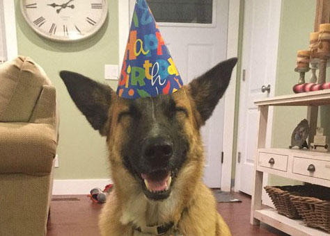 Express?es engra?adas de animais adoráveis