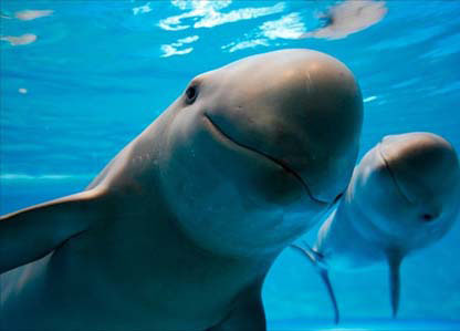 Golfinhos de água doce em extin??o aparecem no Rio Yangtzé