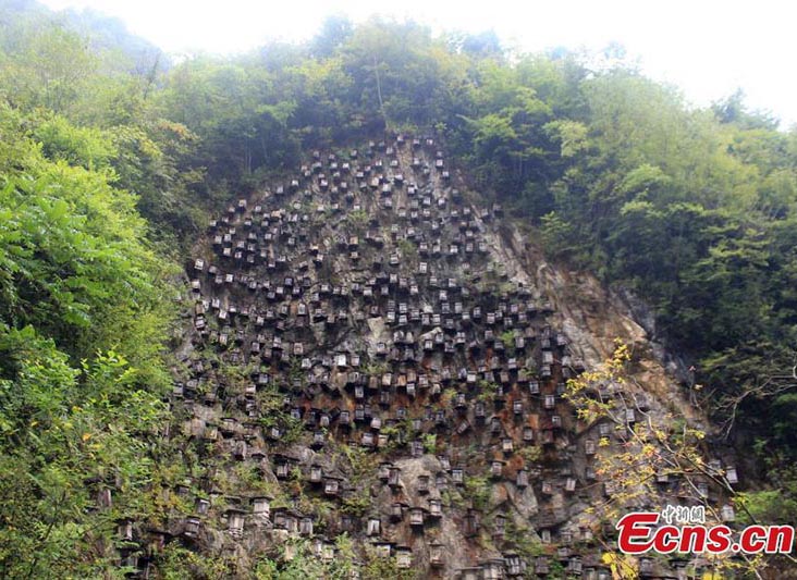 Penhasco de colmeias oferece vista única em reserva natural