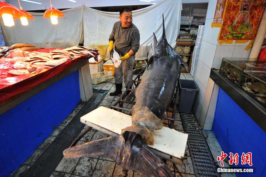 Pescador de Qingdao pega o “rei dos peixes-espadas” de 345 kg