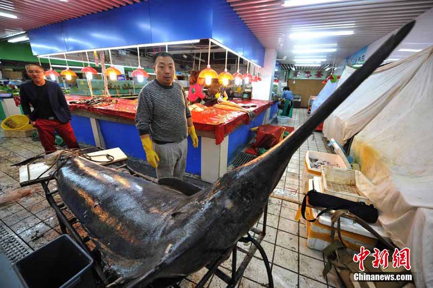 Pescador de Qingdao pega o “rei dos peixes-espadas” de 345 kg