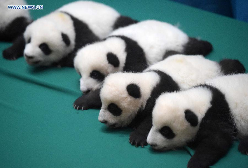 Doze crias gémeas de panda estabelecem contacto com o público na China