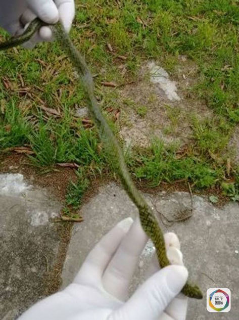 Bebê sobrevive depois de matar cobra a mordidas no Brasil