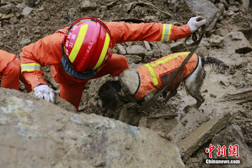 Cachorros de resgate feridos continuam trabalhando em acidente de deslizamento