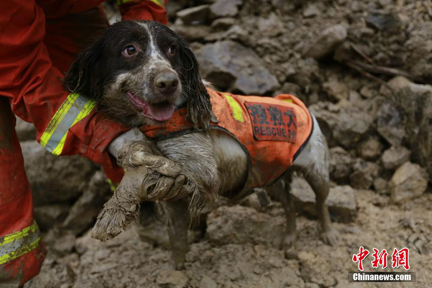 Cachorros de resgate feridos continuam trabalhando em acidente de deslizamento