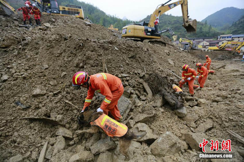 Cachorros de resgate feridos continuam trabalhando em acidente de deslizamento