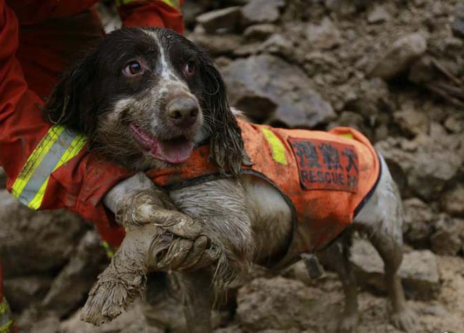 Cachorros de resgate feridos continuam trabalhando em acidente de deslizamento