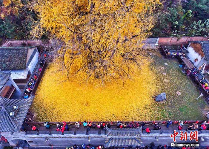 “Ginkgo Biloba”, a árvore milenar do noroeste da China