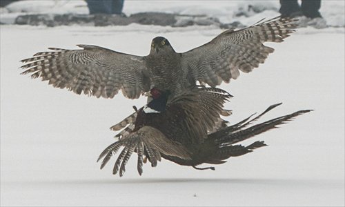 A “Aldeia Falc?o” – Tradi??o centenária é mantida em comunidade no noroeste da China
