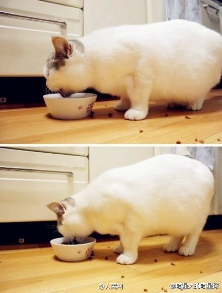 Escuta aqui, n?o sou gordo, apenas estava acumulando gordura para o inverno!