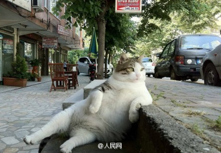 Escuta aqui, n?o sou gordo, apenas estava acumulando gordura para o inverno!