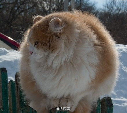Escuta aqui, n?o sou gordo, apenas estava acumulando gordura para o inverno!