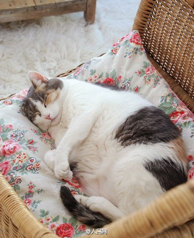 Escuta aqui, n?o sou gordo, apenas estava acumulando gordura para o inverno!