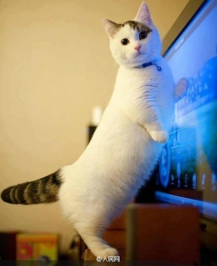 Escuta aqui, n?o sou gordo, apenas estava acumulando gordura para o inverno!