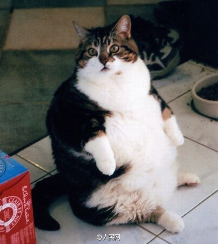 Escuta aqui, n?o sou gordo, apenas estava acumulando gordura para o inverno!