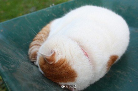 Escuta aqui, n?o sou gordo, apenas estava acumulando gordura para o inverno!