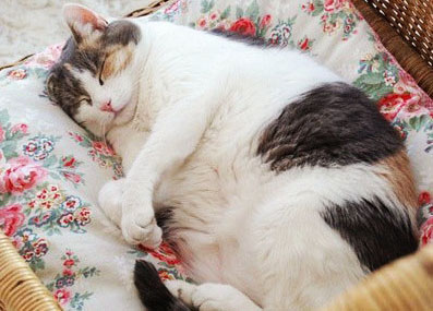 Escuta aqui, n?o sou gordo, apenas estava acumulando gordura para o inverno!