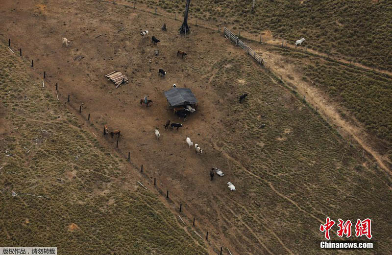 Floresta da Amazónia: século de grandes mudan?as