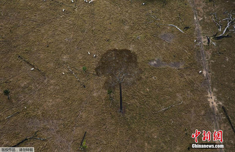 Floresta da Amazónia: século de grandes mudan?as