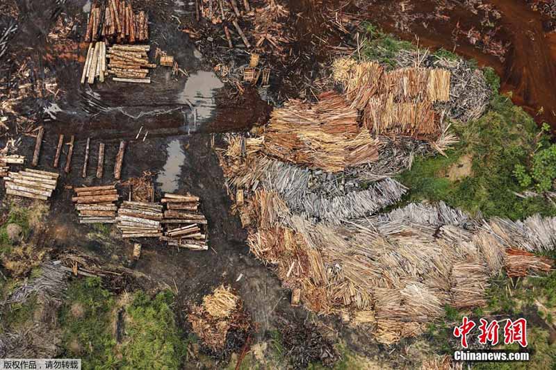 Floresta da Amazónia: século de grandes mudan?as