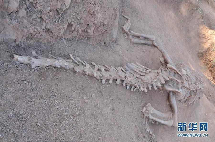 Fósseis de dinossauros de 180 milh?es de anos s?o descobertos em Yunnan