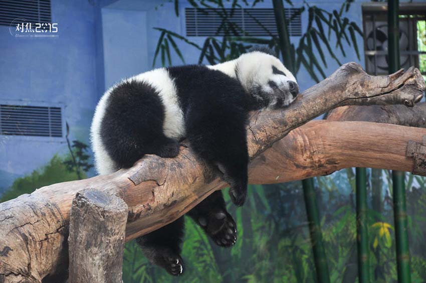 15 momentos interessantes de 2015