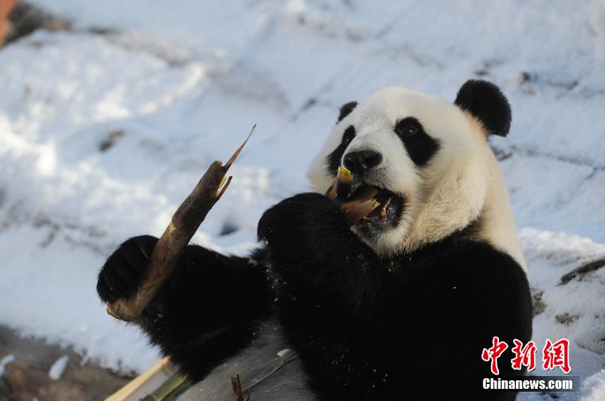 Dois pandas gigantes têm vida nova no norte da China