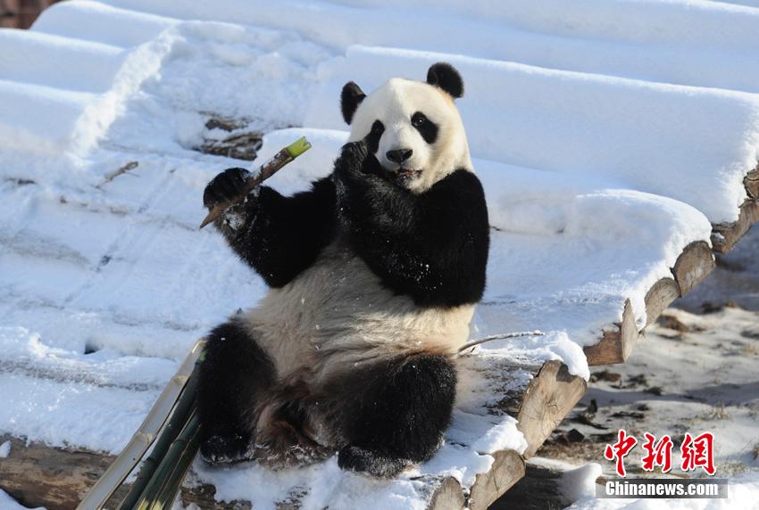 Dois pandas gigantes têm vida nova no norte da China