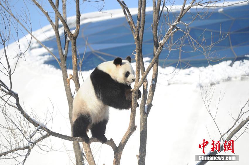 Dois pandas gigantes têm vida nova no norte da China