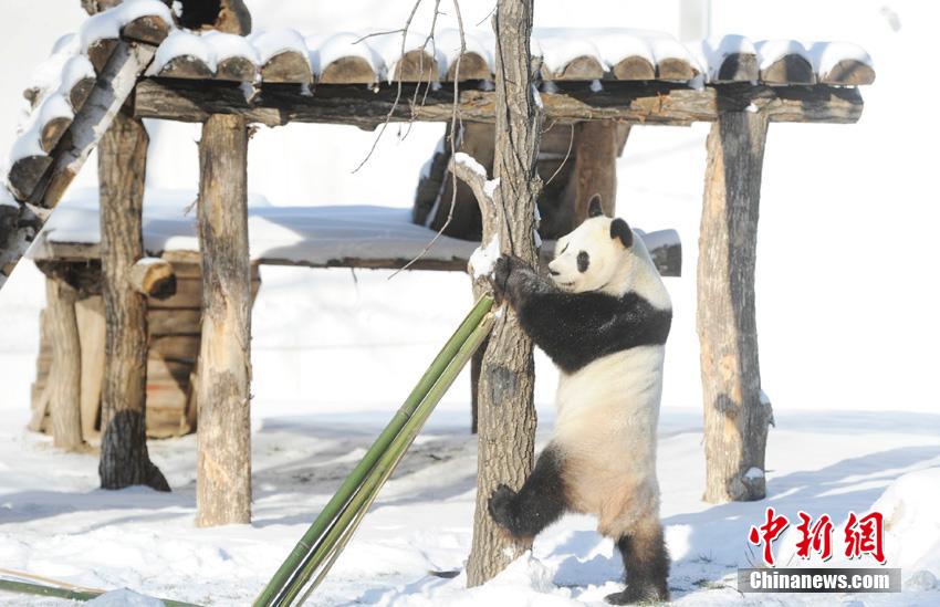Dois pandas gigantes têm vida nova no norte da China