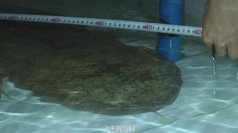 China descobre salamandra gigante de 200 anos