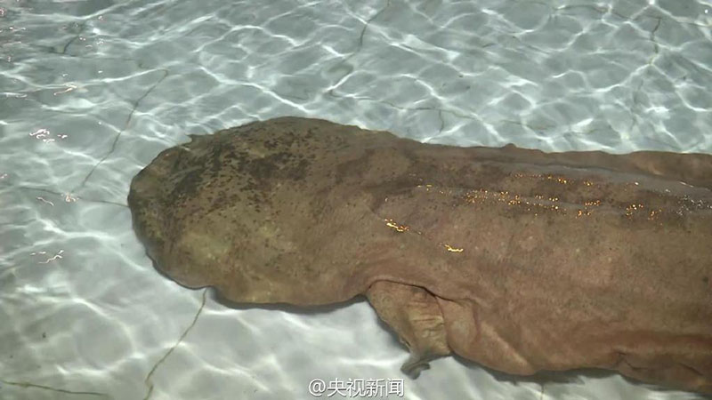 China descobre salamandra gigante de 200 anos
