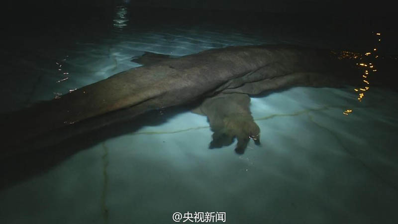China descobre salamandra gigante de 200 anos