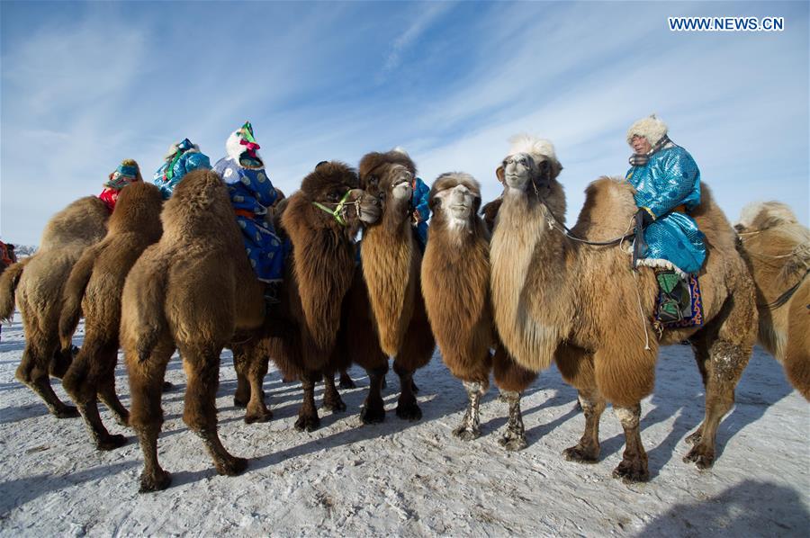 Feira do camelo come?a na Mongólia Interior