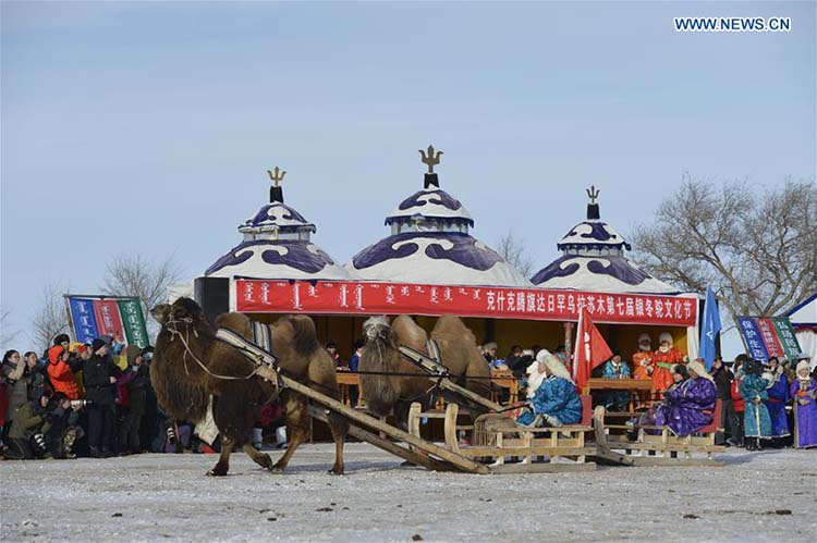 Feira do camelo come?a na Mongólia Interior