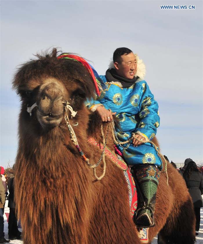 Feira do camelo come?a na Mongólia Interior