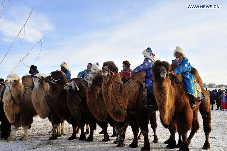 Feira do camelo come?a na Mongólia Interior