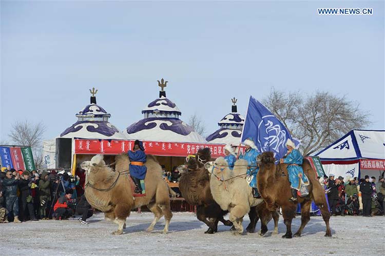Feira do camelo come?a na Mongólia Interior