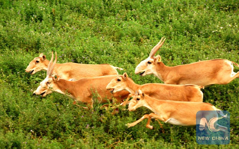 Espécies silvestres correm risco de extin??o em Xinjiang