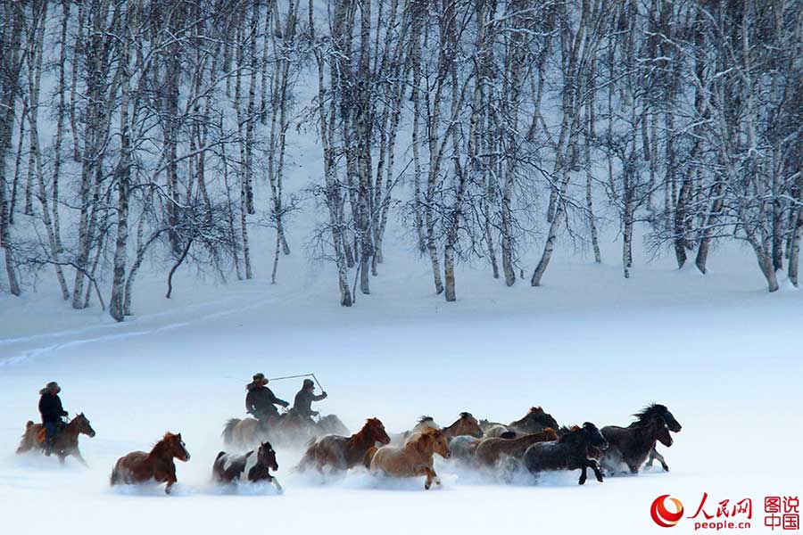 Fotos Impressionantes: Cavalos galopam em meio à neve