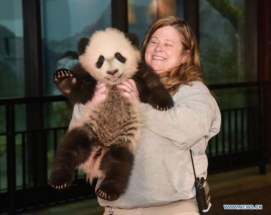 Panda “Bei Bei” de 4 meses recebe exame físico