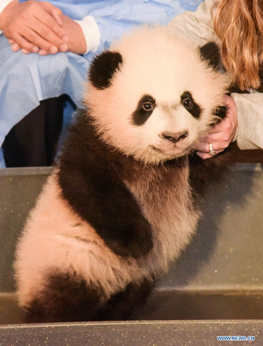 Panda “Bei Bei” de 4 meses recebe exame físico