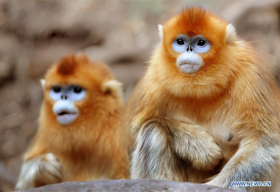 Macacos dourados no santuário do Panda-gigante em Shaanxi