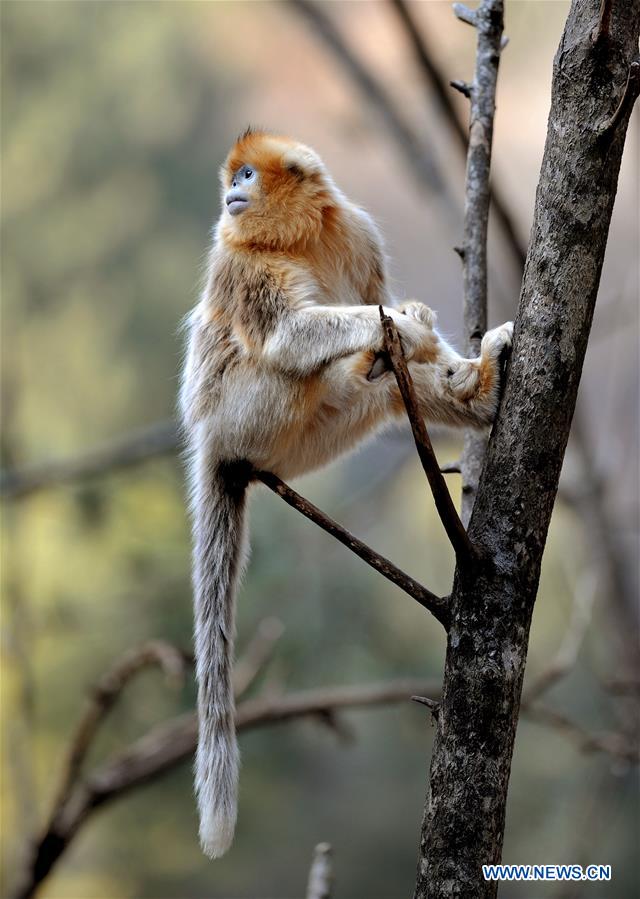Macacos dourados no santuário do Panda-gigante em Shaanxi