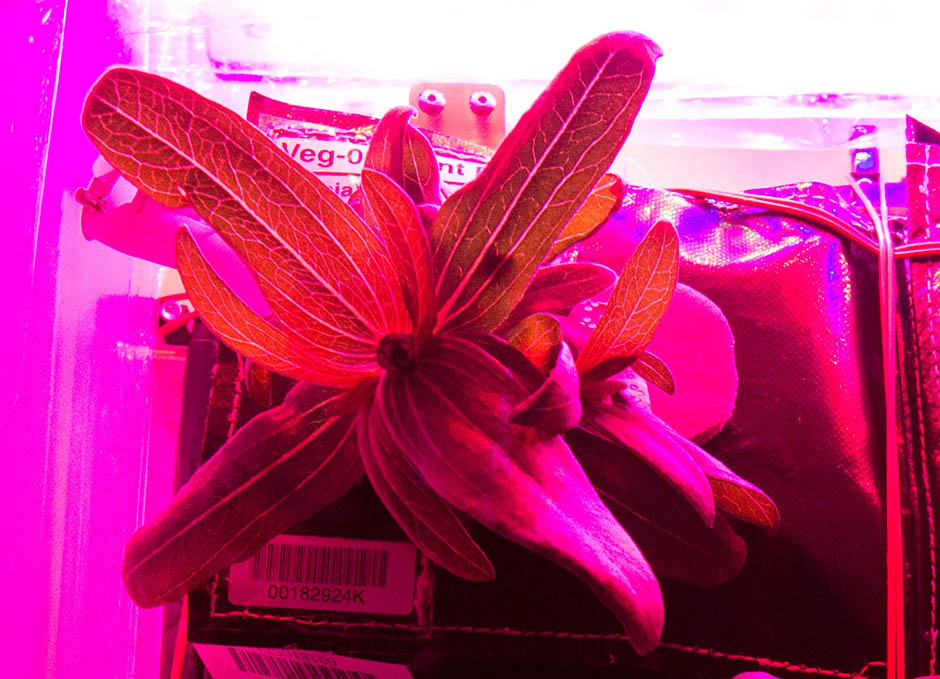 Astronautas testemunham o primeiro brotar de uma flor no espa?o
