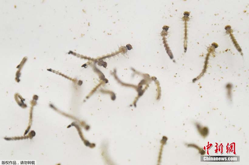 Epidemia do vírus Zika alastra-se nos países americanos