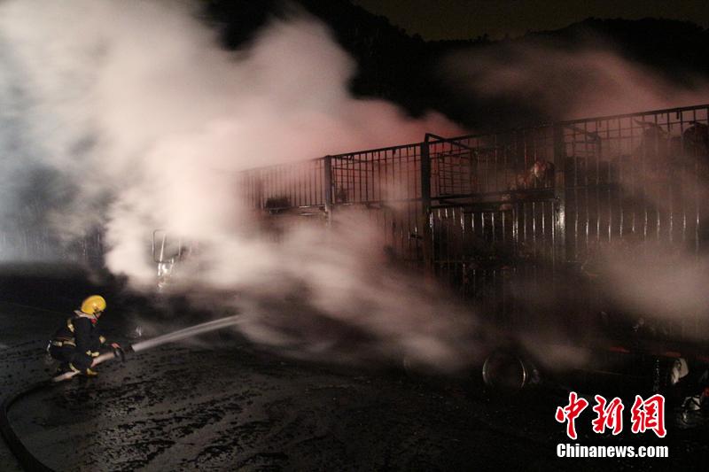 Incêndio num caminh?o provoca a morte de 300 ovelhas