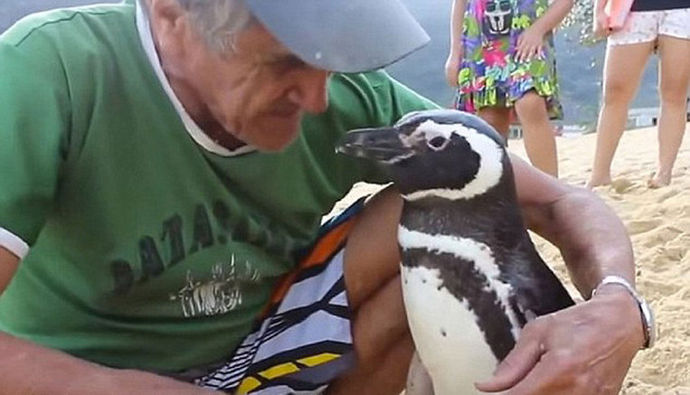 Pinguim nada 8 mil km todos os anos para visitar brasileiro que o salvou