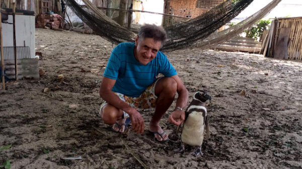 Pinguim nada 8 mil km todos os anos para visitar brasileiro que o salvou